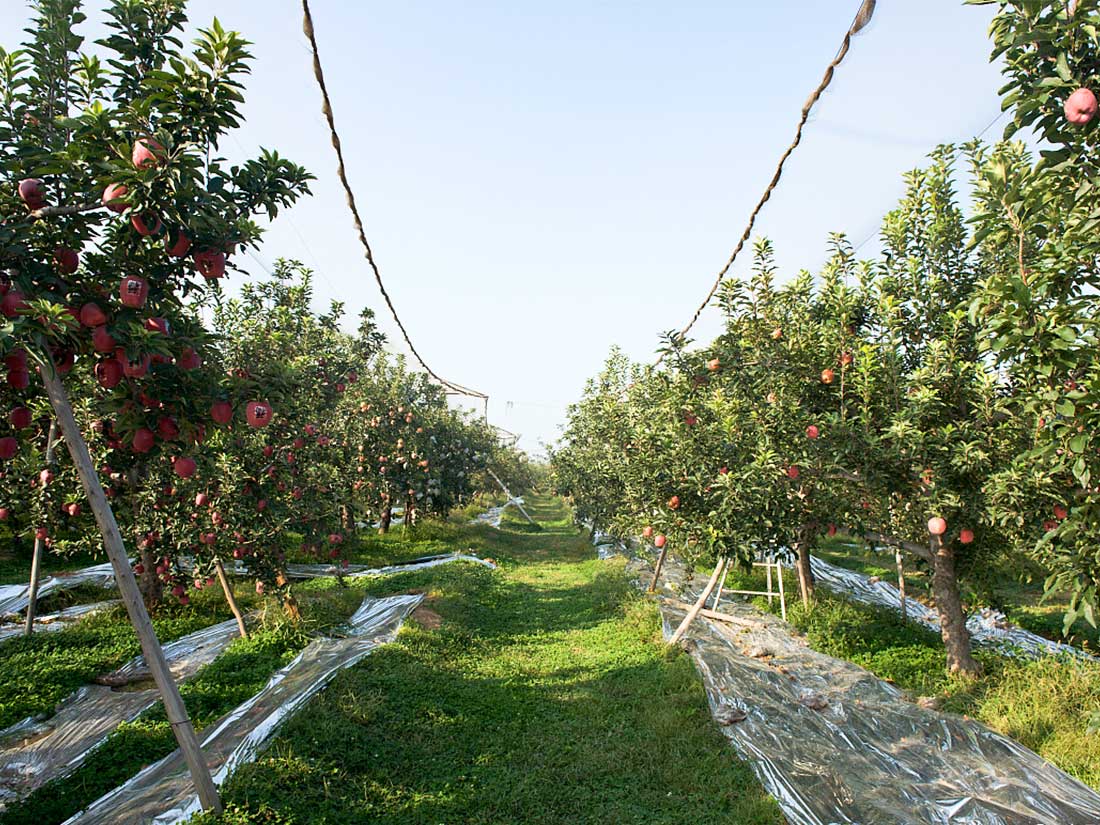 The importance of weeding in orchards